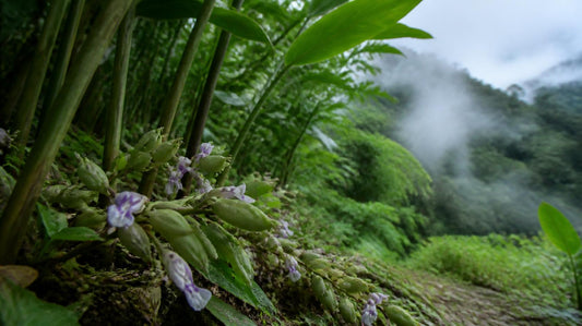 Note Deep Dive: Cardamom — The Queen of Spices